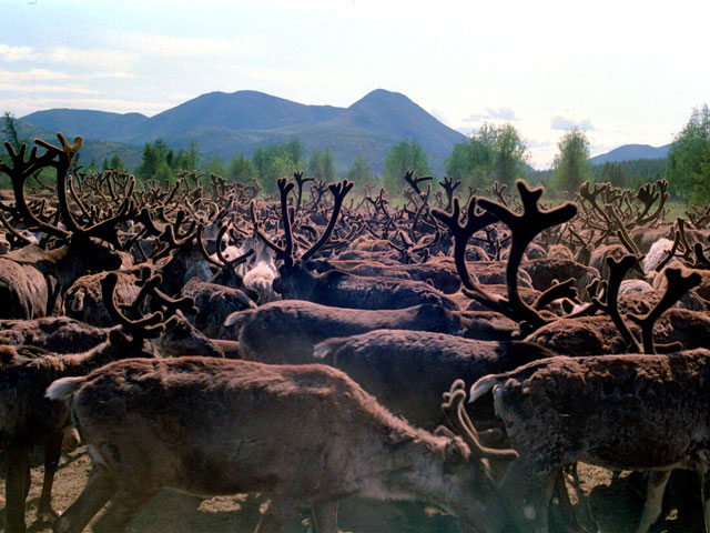 В Якутии более тысячи домашних оленей сбежали с пастбищ вслед за дикими собратьями