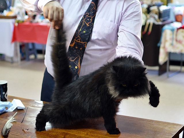 Необычный праздник состоялся в Челябинске в минувшее воскресенье: там впервые публично отметили День черной кошки, учрежденный итальянскими зоозащитниками в 2007 году