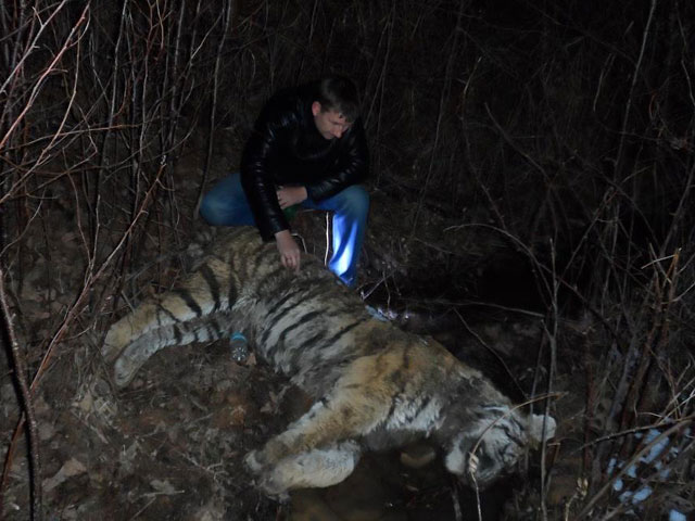 В приморском национальном парке "Земля леопарда" найден убитым амурский тигр, относящийся к вымирающим видам животных и занесенный в Красную книгу