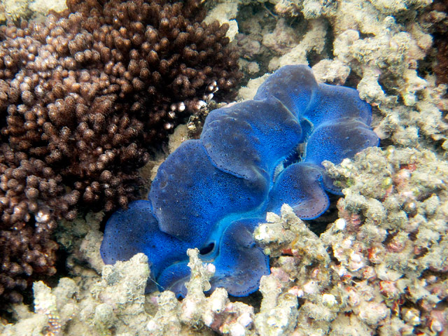 Сезон размножения кораллов привлек на восточное побережье Австралии огромное количество дайверов со всего мира. Массовый "оргазм" живых существ, выпускающих в море целые тонны своей семенной жидкости, видно даже из космоса