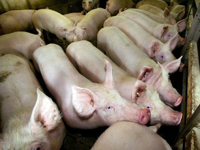В Италии босса мафии и его зятя скормили заживо свиньям