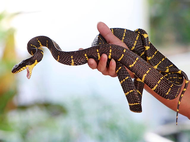 Две редчайшие древесные тропические змеи отложили яйца в Московском зоопарке: самка филиппинской мангровой змеи отложила кладку из 6 яиц, а самка новогвинейской бойги в середине ноября принесла 8 яиц