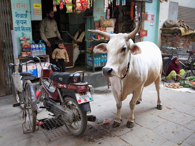 В Индии пострадала российская туристка: на 65-летнюю женщину напала корова