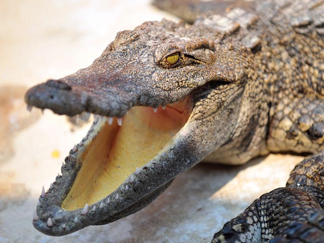 В Майами, штат Флорида, мужчина попытался приобрести в магазине ящик пива в обмен на живого крокодила. "Сделка" попала в объектив камеры наблюдения, что может стать основанием для преследования любителя хмельного напитка по закону