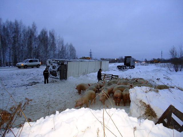 В Томской области опрокинулся в кювет автопоезд, перевозивший 180 свиней