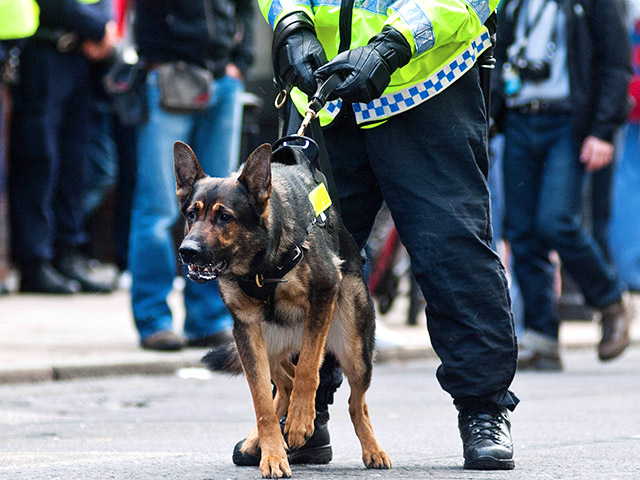 Одно из подразделений полиции в Великобритании предложило необычную инициативу - выплачивать ветеринарные пособия полицейским собакам, которые отслужили положенный срок и "вышли на пенсию"