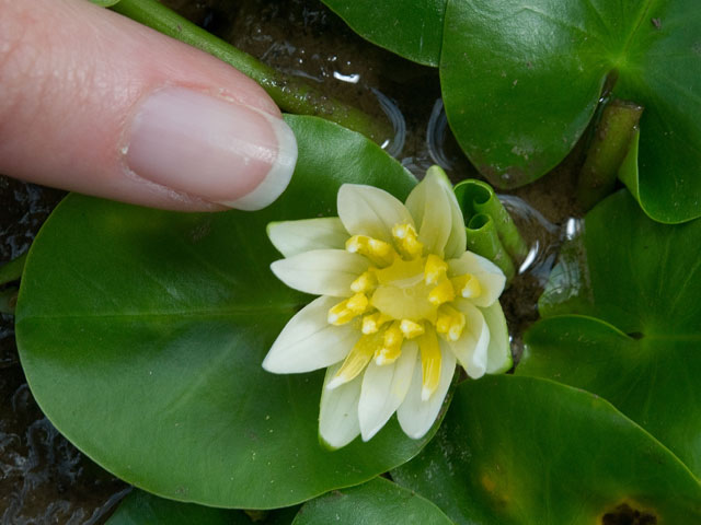 Из Королевских ботанических садов Кью в Лондоне украдена самая маленькая в мире кувшинка Nymphaea thermarum, которая не встречается в дикой природе и считается одним из редчайших растений