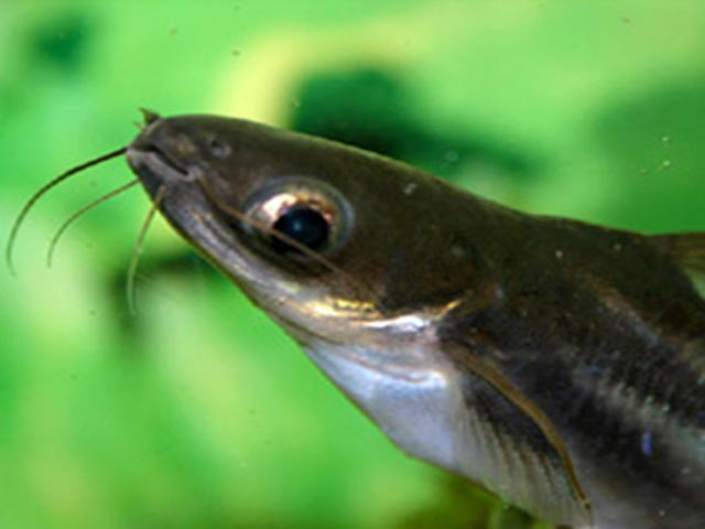 Россельхознадзор с 31 января вводит запрет на ввоз рыбы породы пангасиус и продукции ее переработки со всех предприятий Вьетнама