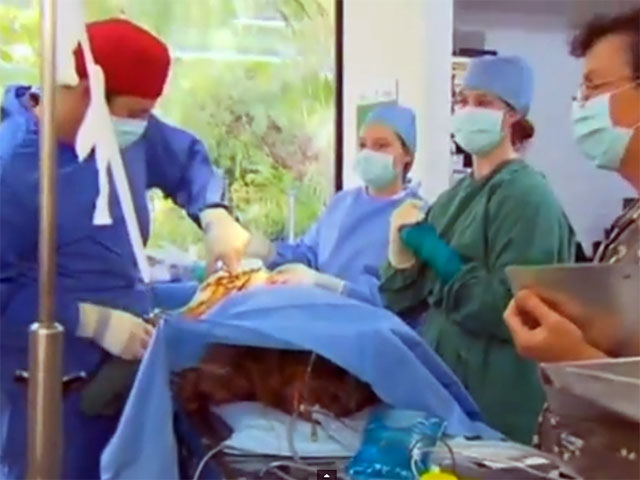 В Австралии самка вомбата по кличке Венди успешно перенесла сложнейшую операцию на бедре