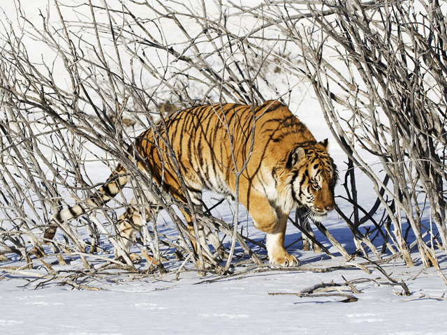 Амурские тигры могут появиться еще в одном регионе Дальнего Востока