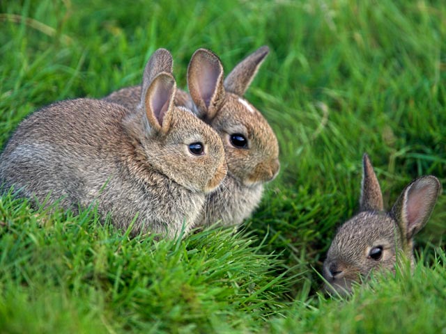 В Англии рывшие норы кролики нашли древнюю "сокровищницу"
