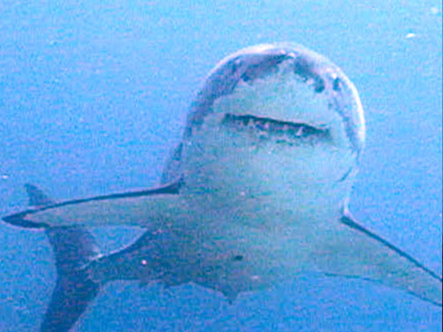 Австралийца оштрафовали на 18 тысяч долларов за жестокое убийство белой акулы
