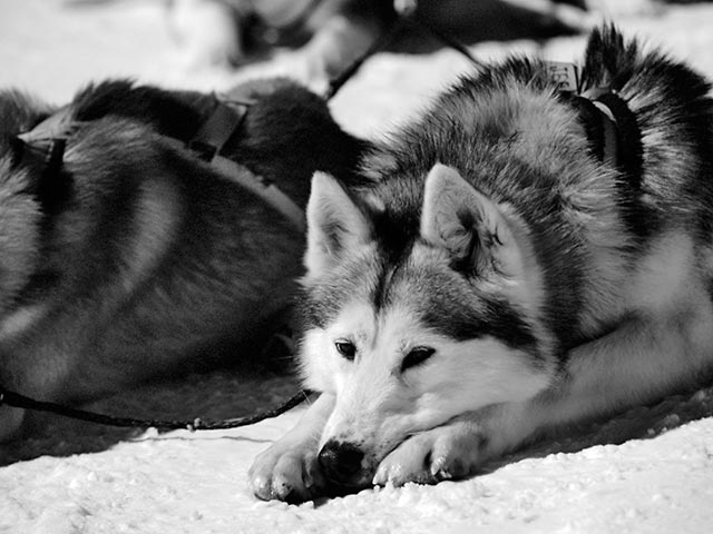 Защитники животных обвинили телесериал "Игра престолов" и киносагу "Сумерки" в четырехкратном росте брошенных собак породы хаски