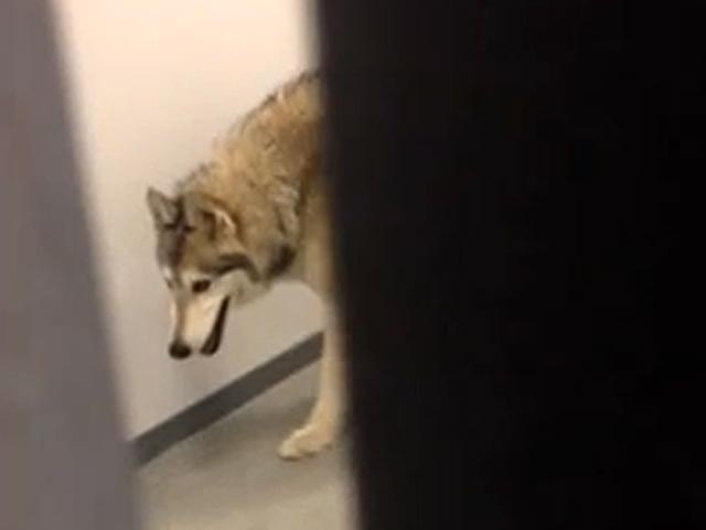 Видеоролик с волком в олимпийской деревне оказался подделкой