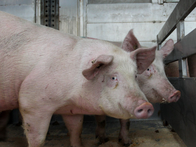 Государственная ветеринарная и фитосанитарная служба Украины приостановила сертификацию живых свиней и продукции свиноводства, поставляемой из страны в Россию