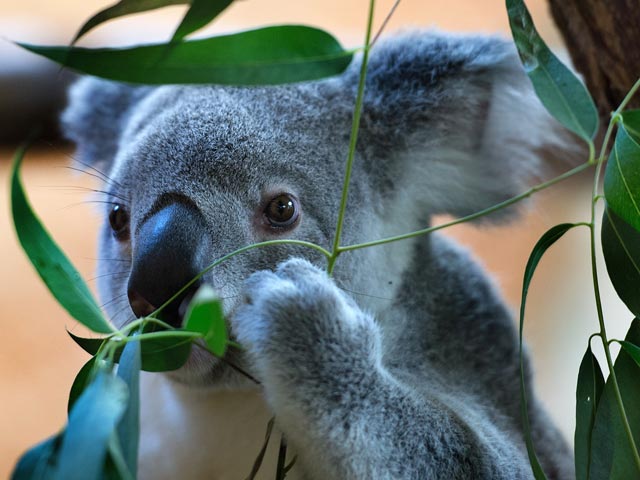 Молодой самец коалы по кличке Мунду ухитрился сбежать из своего вольера в зоопарке Сан-Диего в США. Ушел коаленок недалеко, заснув на ближайшем дереве