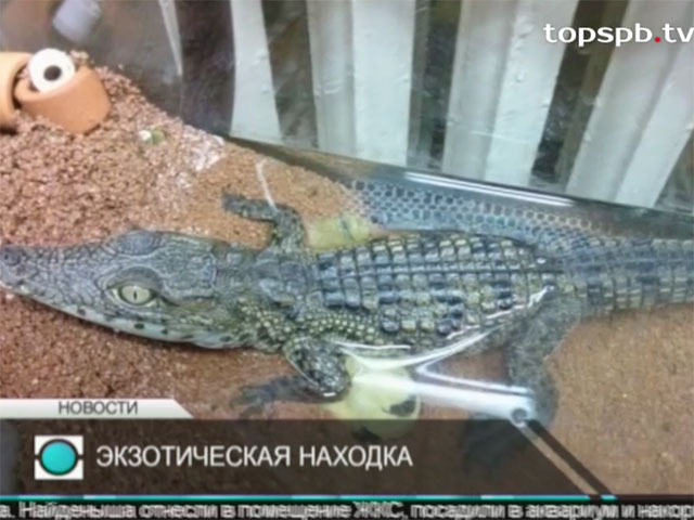 В Петербурге около стройплощадки нашли детеныша нильского крокодила. Зоопарк отказывается его брать