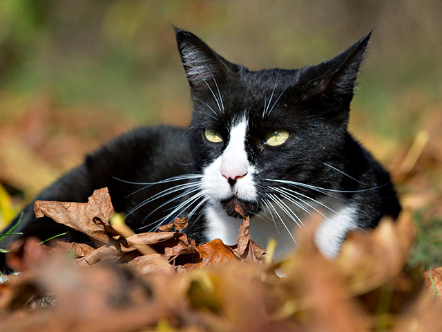 В Британии кот напал на соседа своих хозяев и серьезно поранил его. Поводом для нападения стал запах шикарного парфюма, которым пользовался мужчина и который чрезвычайно не понравился животному