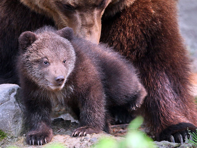 Сотрудники Бернского зоопарка усыпили медвежонка, не дожидаясь, пока детеныша убьет собственный отец