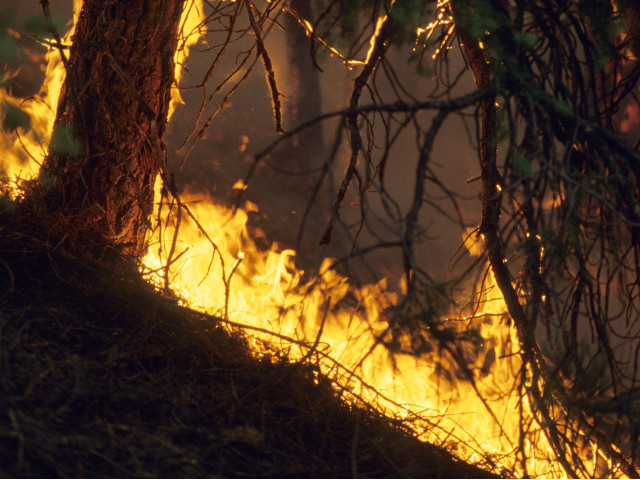 Начальник Усть-Брянского участкового лесничества получил ожоги средней степени тяжести во время тушения лесного пожара в Заиграевском районе Бурятии
