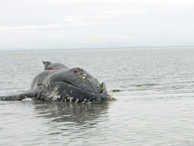 Три туши погибших синих китов (самых крупных животных на земле) вынесло течением на западный берег острова Ньюфаундленд, причем две из них оказались в пределах населенных пунктов