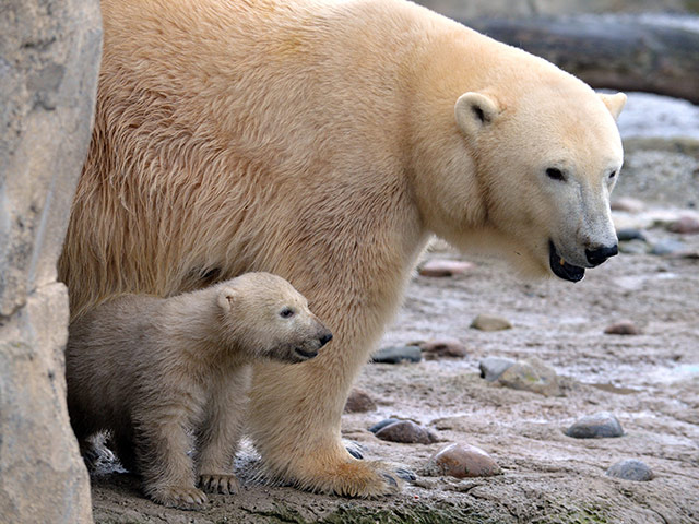 Из-за потепления белые медведи на архипелаге Земля Франца-Иосифа становятся вегетарианцами, чтобы выжить
