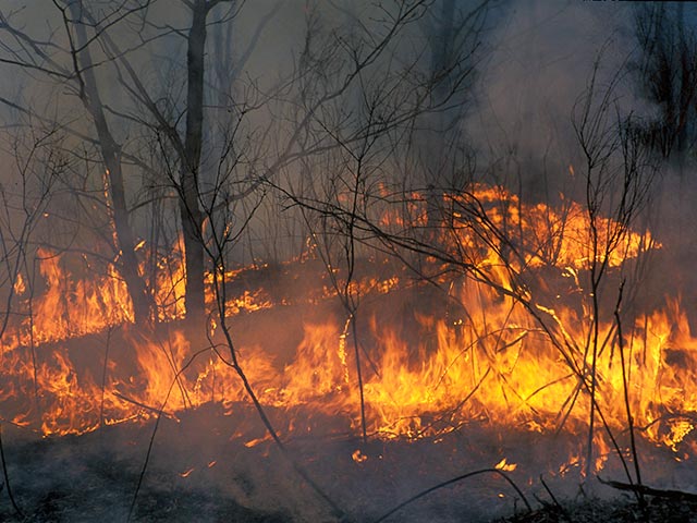 В Сибири сложилась непростая обстановка с лесными пожарами: за выходные площадь охваченных огнем лесных угодий увеличилась вдвое