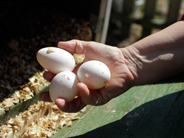 Норвежские фермеры в знак протеста решили спровоцировать в стране дефицит яиц