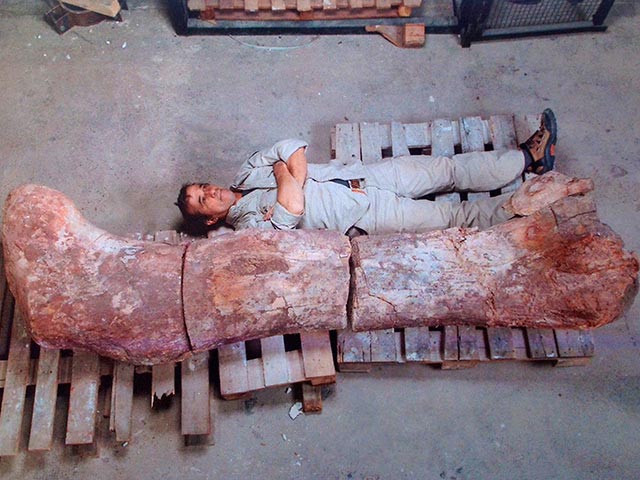 Окаменевшие кости динозавра, который, по мнению ученых, был самым крупным существом, когда-либо жившим на Земле, найдены палеонтологами в Аргентине