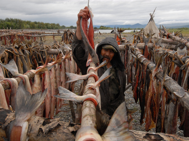 Минсельхоз подготовил законопроект, который может ограничить объемы вылова рыбы коренными малочисленными народами Севера, Сибири и Дальнего Востока