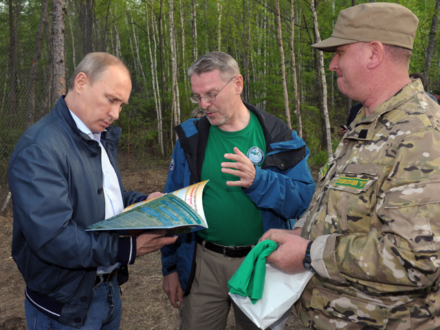Президент России Владимир Путин, находящийся с рабочей поездкой в Амурской области, 22 мая выпустил из клетки трех тигрят - Кузю, Борю и Илону