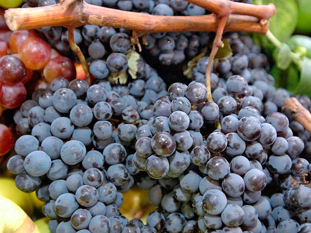 Премьер Дмитрий Медведев на совещании по развитию виноградарства и виноделия в России признал вино сельскохозяйственным продуктом и разрешил его рекламировать