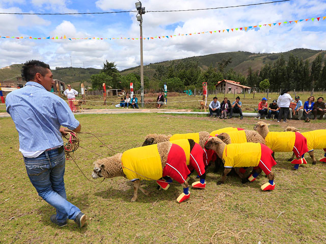 Колумбийские овцы обыграли в футбол сборную Бразилии