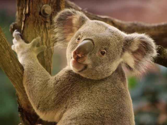 Австралийские окончательно удостоверились: эвкалипты жизненно необходимы коалам не только в качестве источника пищи и места обитания, но и для спасения от аномально высоких температур