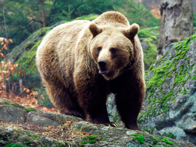 Медведь разорвал мужчину и ранил другого в поселке Лесной Елизовского района Камчатского края