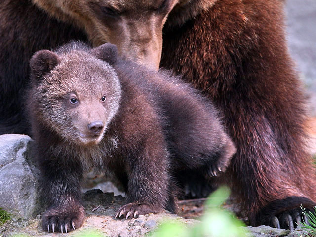 В Швейцарии не просто усыпили ненужного медвежонка, но теперь еще и собираются сделать из него чучело, чтобы научить детей правде жизни о жестокости природы