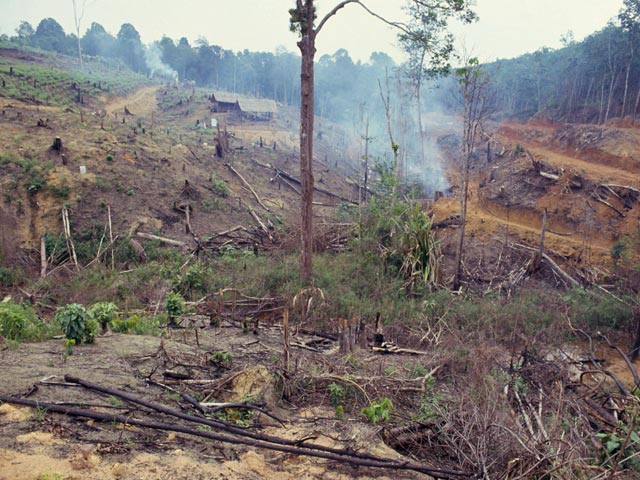 Индонезия в период с 2000 по 2012 год потеряла около 60 тысяч квадратных километров леса, что сопоставимо с площадью Ирландии