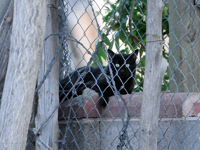 В американском штате Калифорния в городке Вотсонвилль на крыше медицинского учреждения около двух месяцев жила годовалая кошка