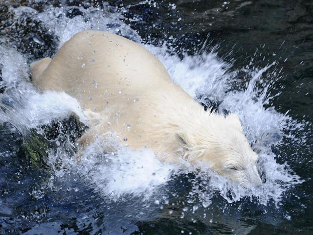 В одном из зоопарков Аргентины живет белый медведь Артуро, изнывая от совершенно неподходящего для него жаркого климата. О незавидной судьбе животного стало известно благодаря петиции с просьбой перевести зверя в Канаду, где ему не будет так худо