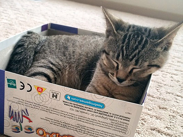 Так как в интернете любят котиков и рукописные таблички, их решили  совместить и получили сообщество "Смущенных котов против феминизма"