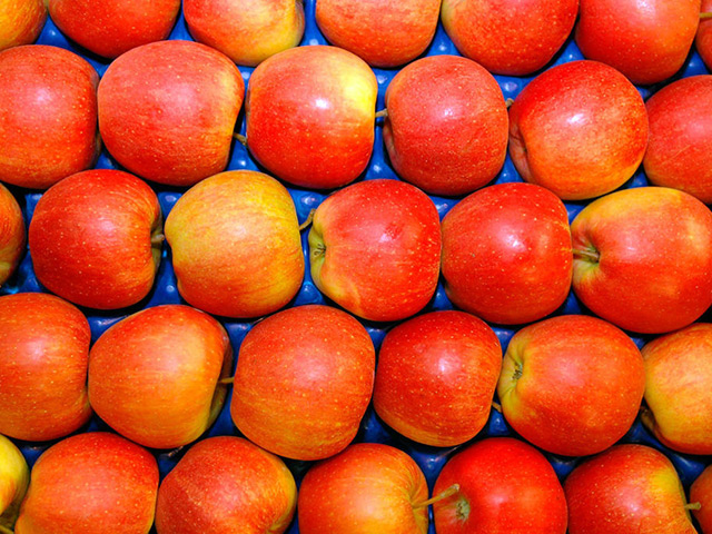 В 2013 году Россия импортировала 1,24 млн тонн яблок (45% рынка), из которых доля Польши составила 54%