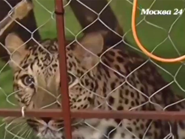 У москвича изъяли живого леопарда, содержавшегося в жилом доме, сообщили по итогам необычной розыскной операции в Минприроды и столичной полиции. Животное чувствует себя нормально, его отправили в центр передержки в Подмосковье