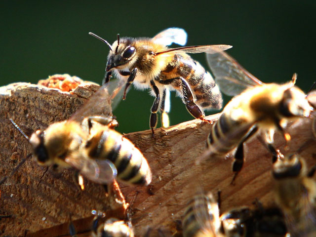 Пчелы приостановили футбольный матч в ЮАР