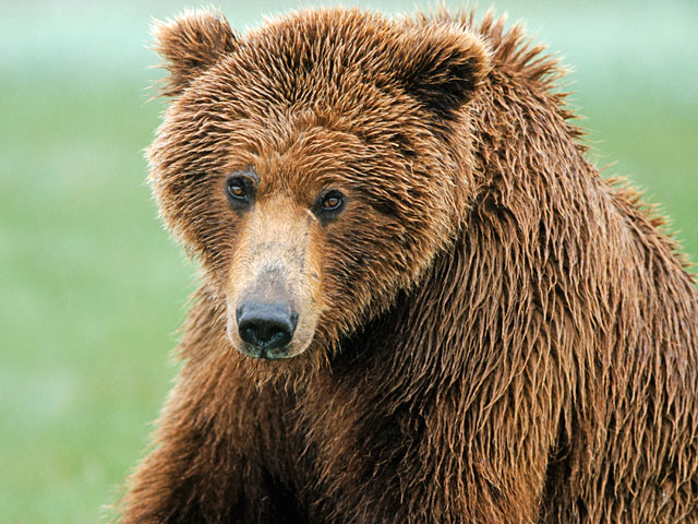 Канадский певец, кумир подростков всего мира, Джастин Бибер оказался непричастен к чудесному спасению якутского рыбака от нападения медведя