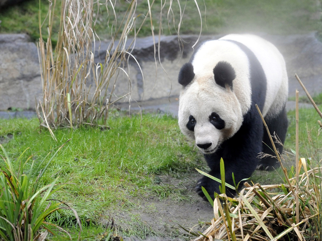 Тян-Тян, единственная самка большой панды в Великобриитании, должна принести потомство уже в этом месяце
