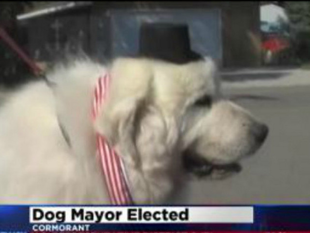 Фермерский пес по кличке Дюк избран мэром поселка Корморант (штат Миннесота)