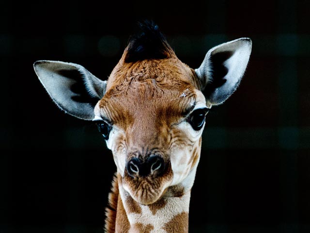 Жительница Калифорнии пострадала за любовь к жирафам - представитель этого вида лягнул ее в лицо при попытке проникновения в вольер