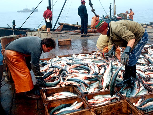 Федеральное агентство по рыболовству (Росрыболовство) хочет заменить попавшую под ответные санкции России рыбу - атлантическую сельдь, камбалу, треску и креветки - на рыбную продукцию, завозимую с Дальнего Востока