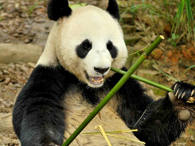 Самка панды в Китае симулировала беременность, чтобы получить лучшие условия содержания