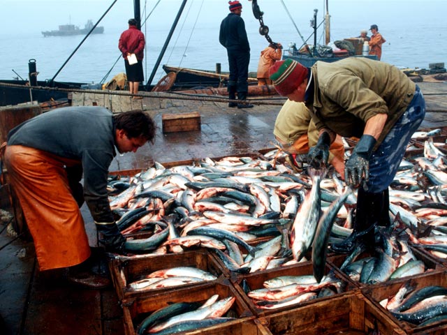 Сенаторы хотят запретить Японии рыбный промысел в российских водах
